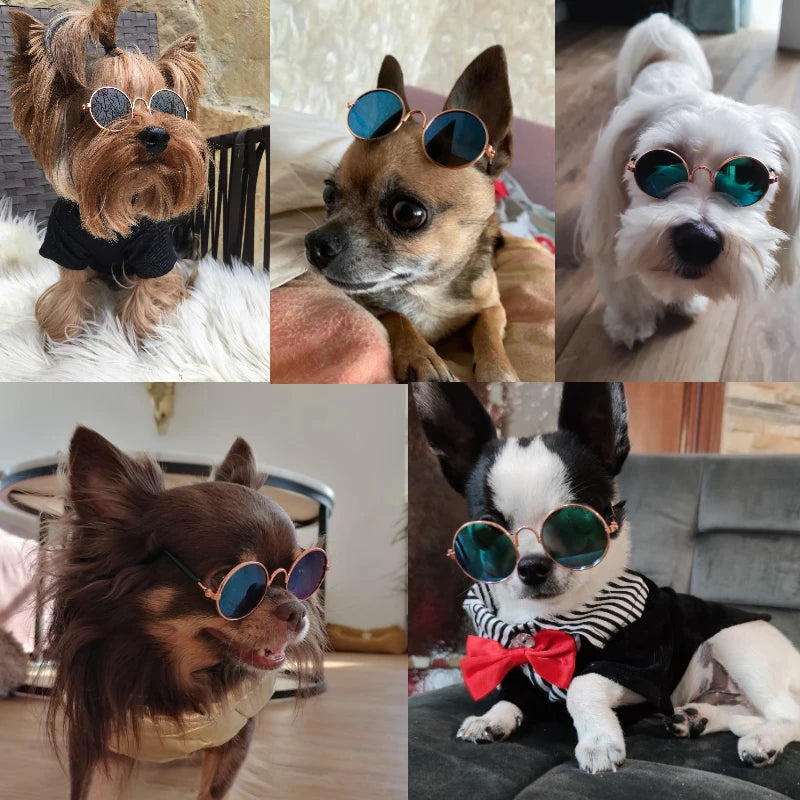 Óculos Estilosos para Pets – Gatos e Cães Pequenos